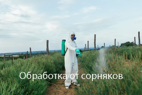 Избавление от сорняков