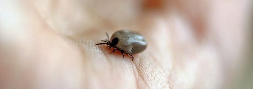 Зафиксировано свыше 120 укусов клещей в Самарской области
