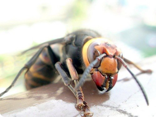 hornet1.jpg