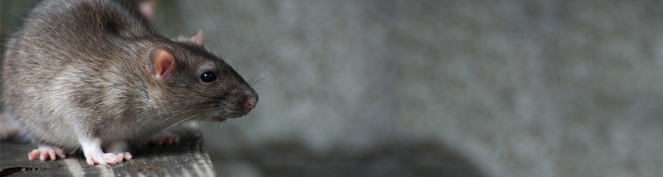 rat.png