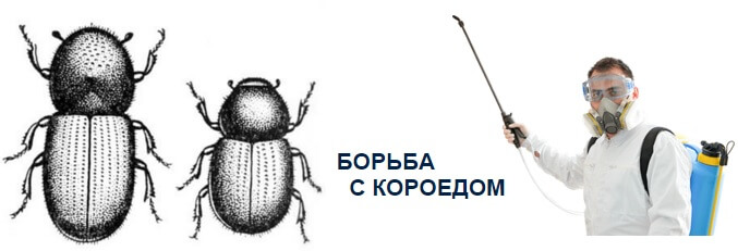 borba_s_koroedom.jpg borba_s_koroedom.jpg