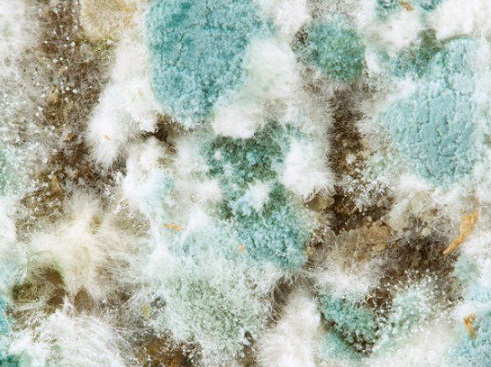 mould1.jpg