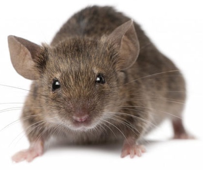 mouse.jpg